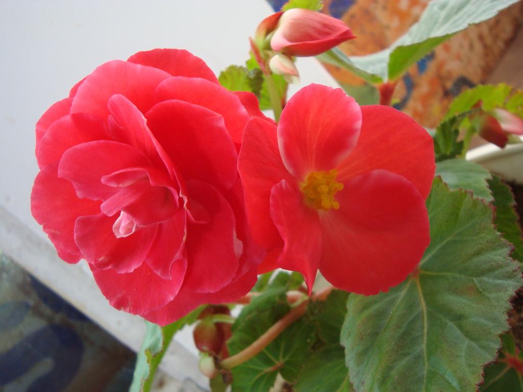 Andrews Hostel Nuwara Eliya Rom bilde